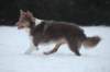 c05honey9monthsold_small.jpg