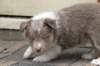 c06honey42daysold_small.jpg