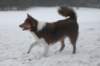 c06honey9monthsold_small.jpg