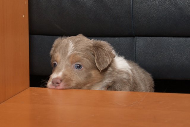 c07honey33daysold.jpg
