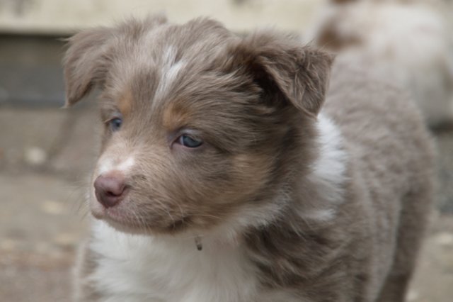 c07honey42daysold.jpg