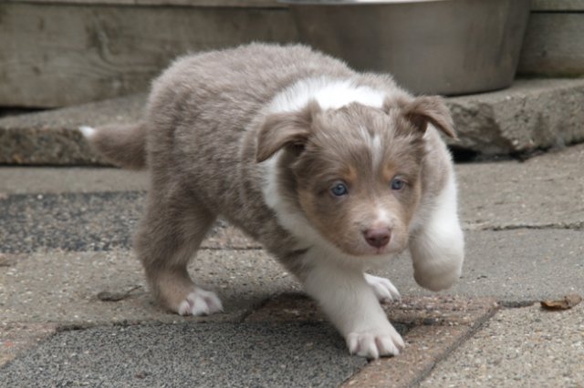 c08honey42daysold.jpg