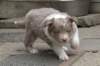 c08honey42daysold_small.jpg