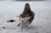 c09honey9monthsold_small.jpg