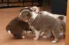 c12honey33daysold_small.jpg