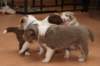 c13honey33daysold_small.jpg