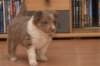 c15honey33daysold_small.jpg