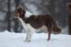 c15honey9monthsold_small.jpg