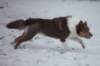 c16honey9monthsold_small.jpg