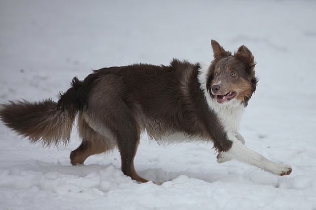c17honey9monthsold.jpg