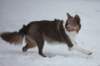 c17honey9monthsold_small.jpg