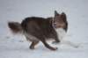 c18honey9monthsold_small.jpg