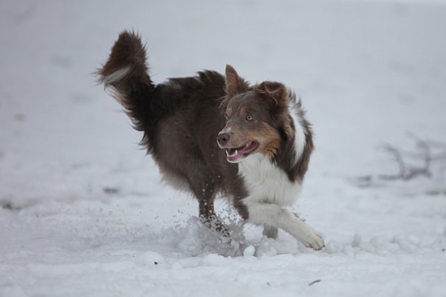 c19honey9monthsold.jpg