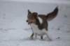 c20honey9monthsold_small.jpg