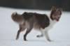 c22honey9monthsold_small.jpg
