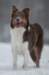 c23honey9monthsold_small.jpg