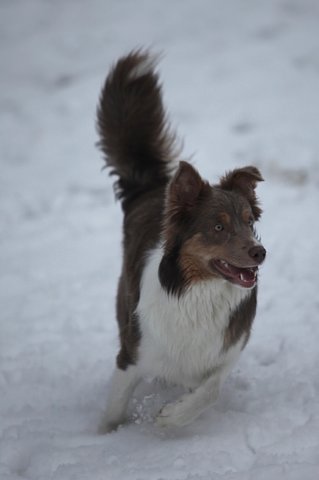 c32honey9monthsold.jpg