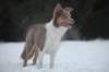 c34honey9monthsold_small.jpg