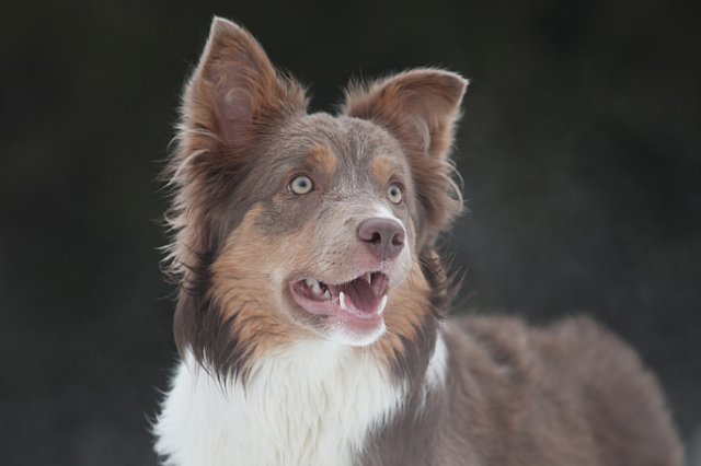 c35honey9monthsold.jpg