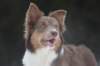 c35honey9monthsold_small.jpg