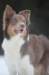 c36honey9monthsold_small.jpg