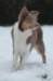 c37honey9monthsold_small.jpg