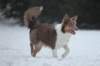 c40honey9monthsold_small.jpg