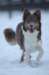 c43honey9monthsold_small.jpg