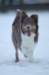 c44honey9monthsold_small.jpg