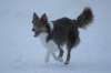 c45honey9monthsold_small.jpg