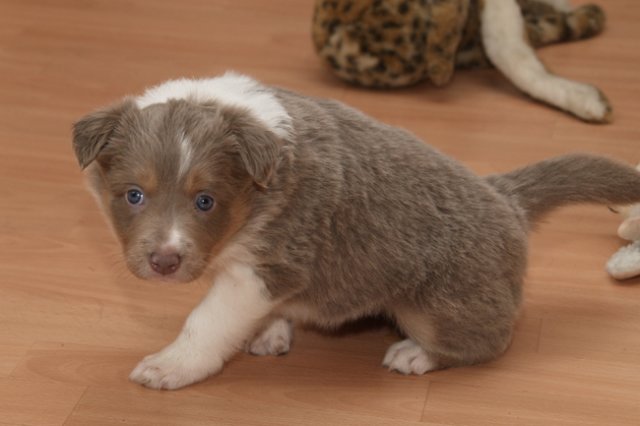 d01honey34daysold.jpg