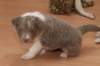 d01honey34daysold_small.jpg