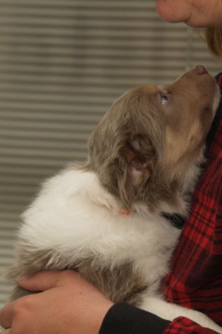 d02honey44daysoldatthevet.jpg