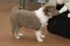 d03honey44daysold_small.jpg