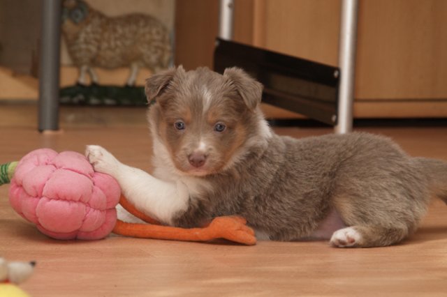 d04honey34daysold.jpg