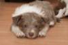 d06honey44daysold_small.jpg