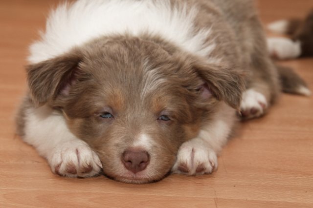 d07honey44daysold.jpg