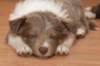 d07honey44daysold_small.jpg