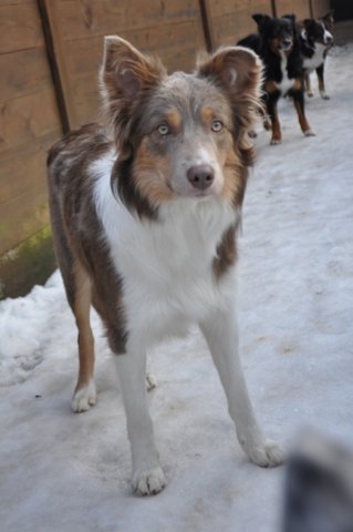 e01honey9monthsold.jpg