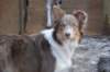 e02honey9monthsold_small.jpg