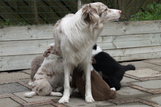 e02lizzfeedingherpups47daysold.jpg
