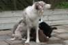 e02lizzfeedingherpups47daysold_small.jpg