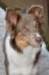 e03honey9monthsold_small.jpg