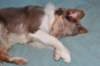 e04honey9monthsold_small.jpg