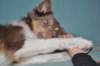 e06honey9monthsold_small.jpg