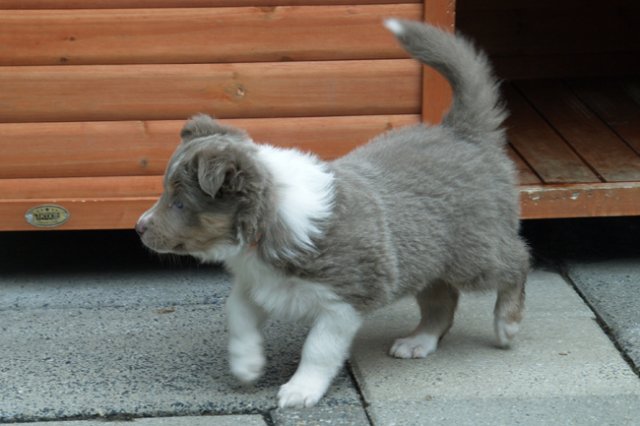 e08honey47daysold.jpg