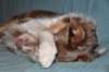 e10honey9monthsold_small.jpg