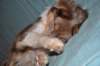 e11honey9monthsold_small.jpg
