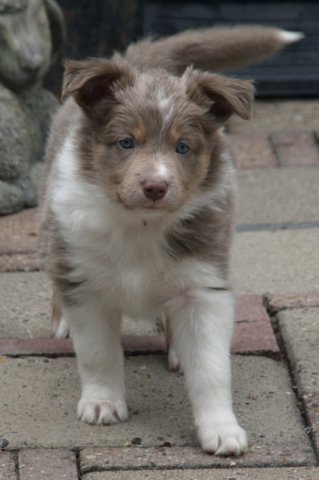 e12honey47daysold.jpg