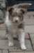 e12honey47daysold_small.jpg